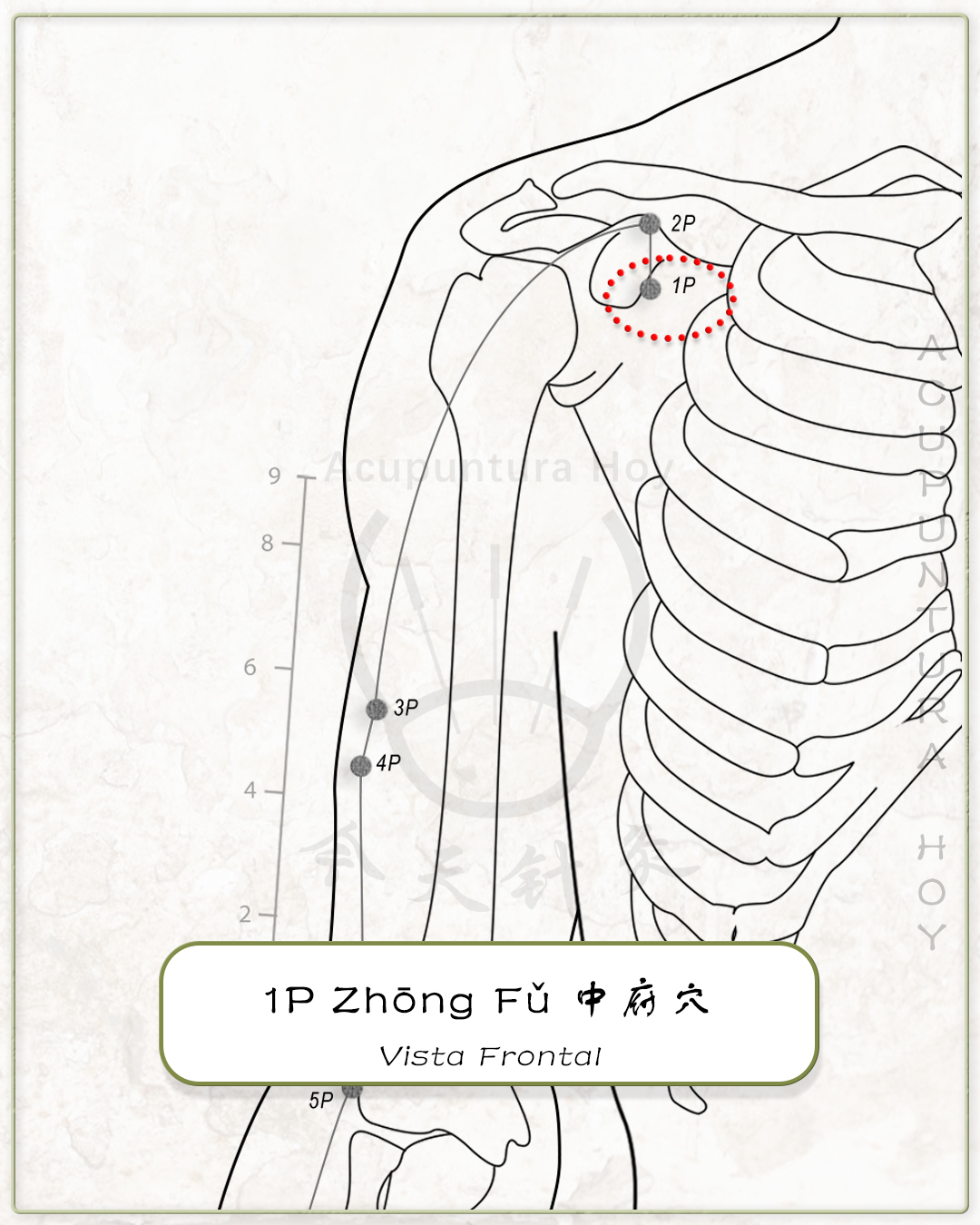 1P Zhōng Fǔ 中府穴