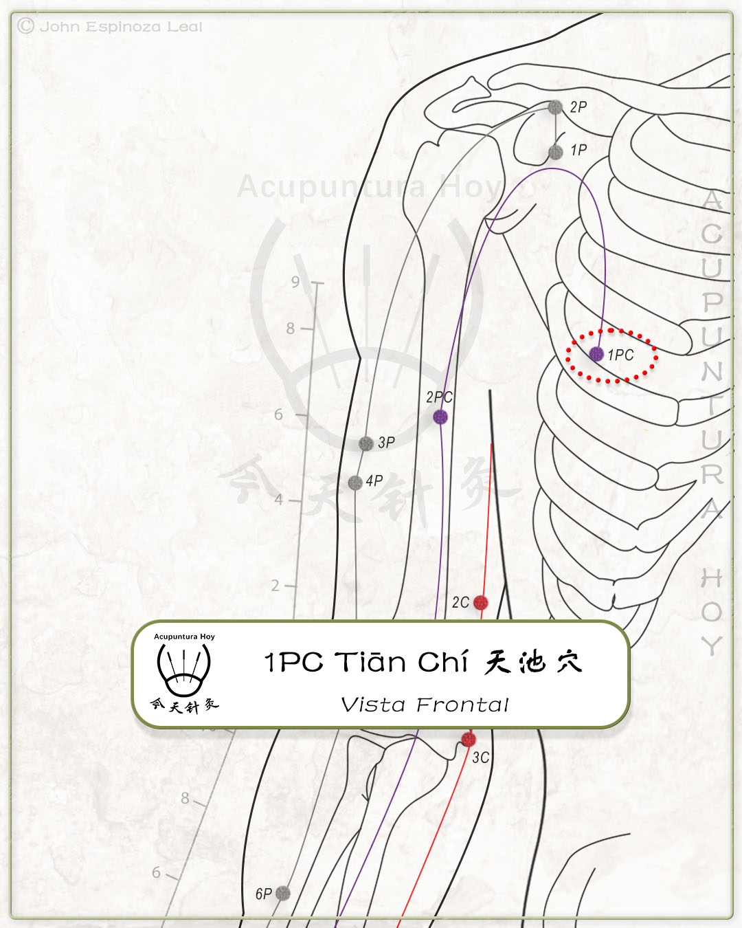 1PC Tiān Chí 天池穴