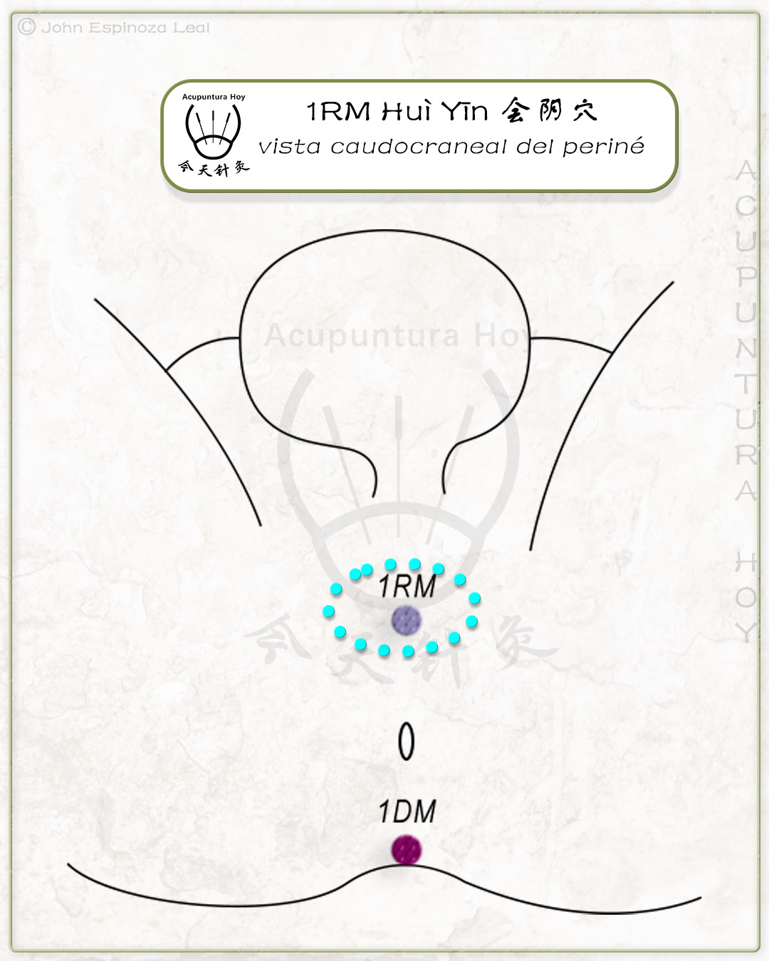 1RM Huì Yīn 会阴穴