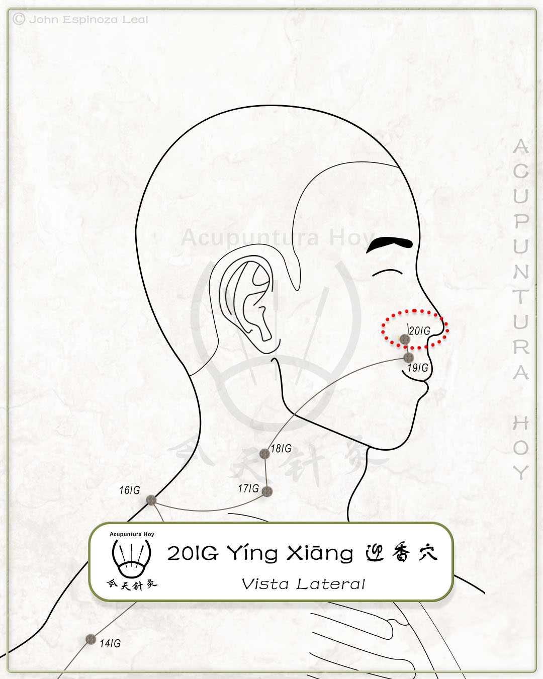 20IG Yíng Xiāng 迎香穴
