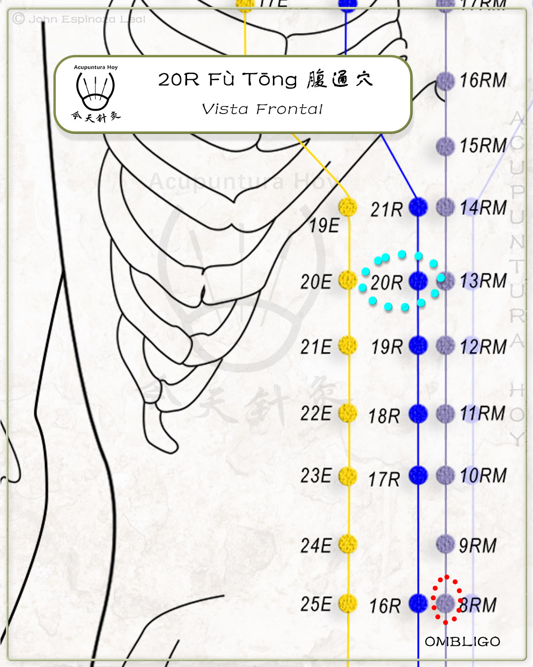 20R Fù Tōng 腹通穴