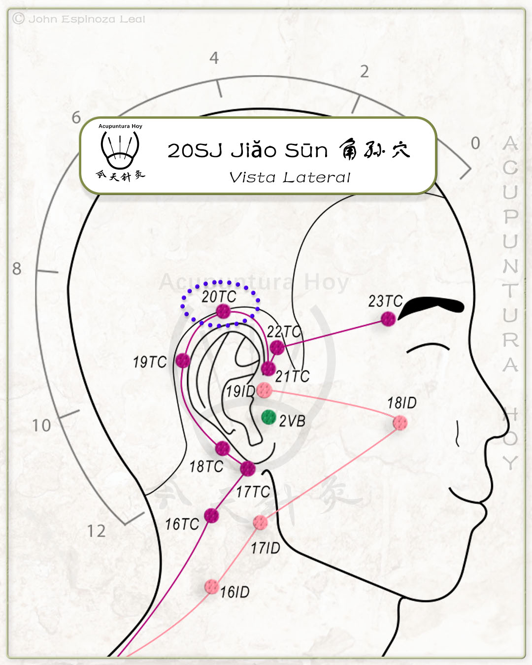 20SJ Jiăo Sūn 角孙穴