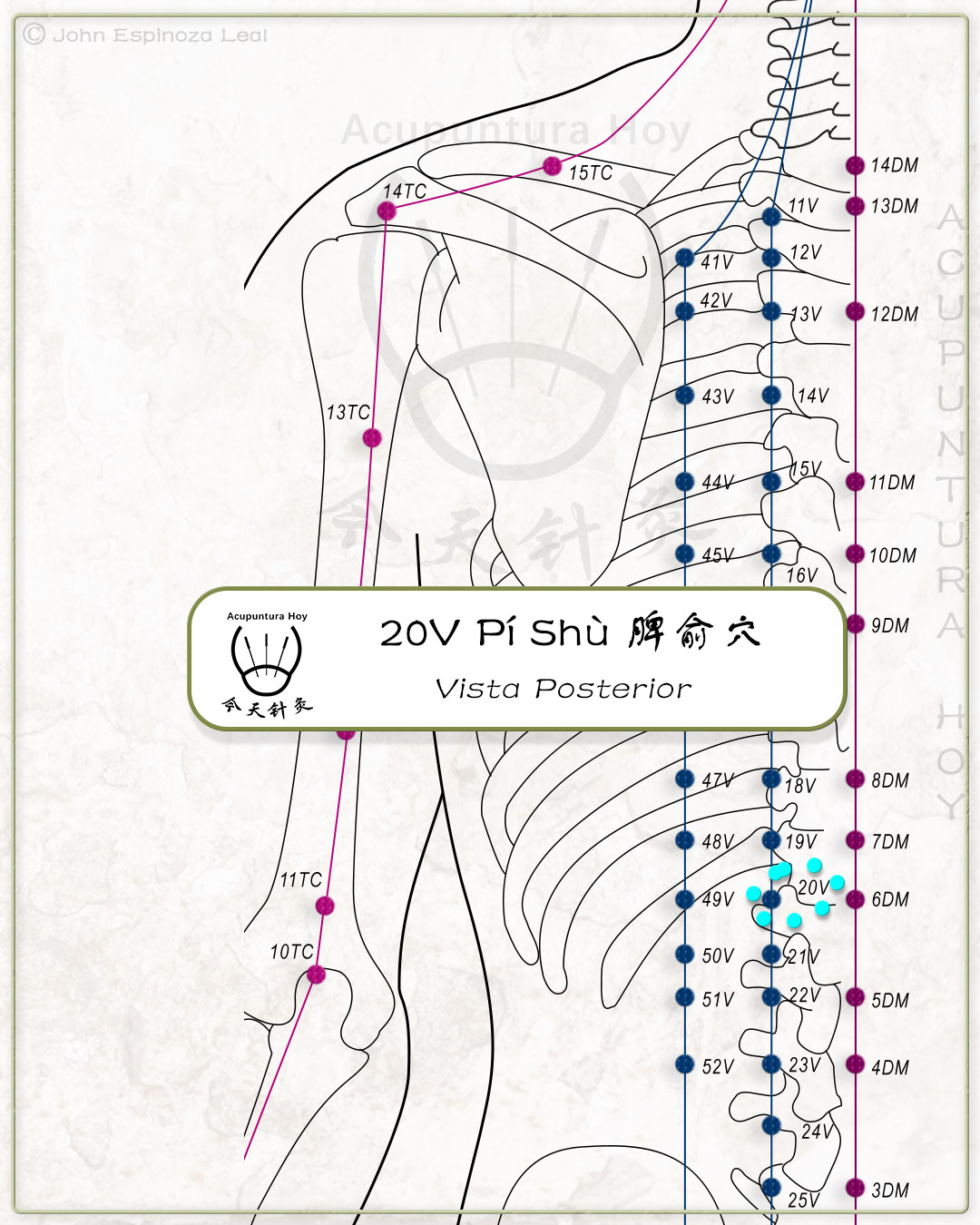 20V Pí Shù 脾俞穴