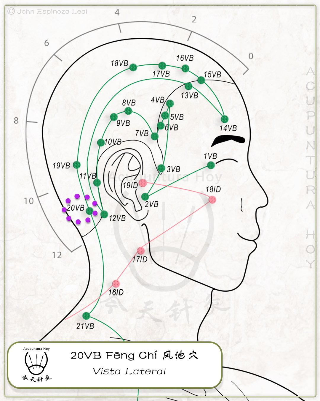 20VB Fēng Chí 风池穴