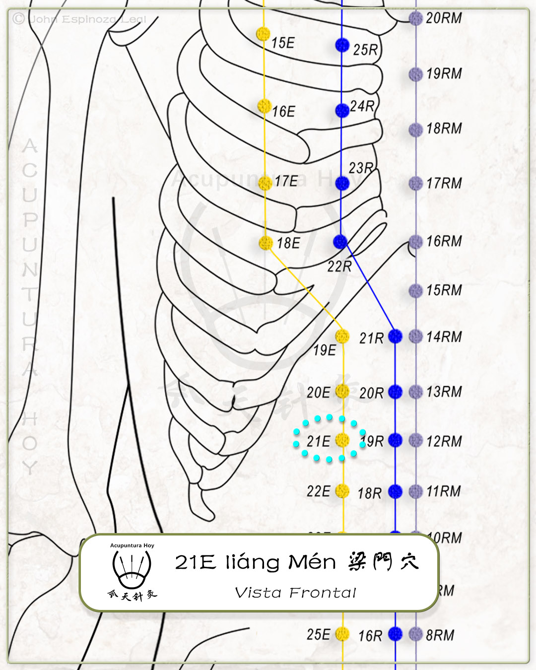 21E liáng Mén 梁門穴