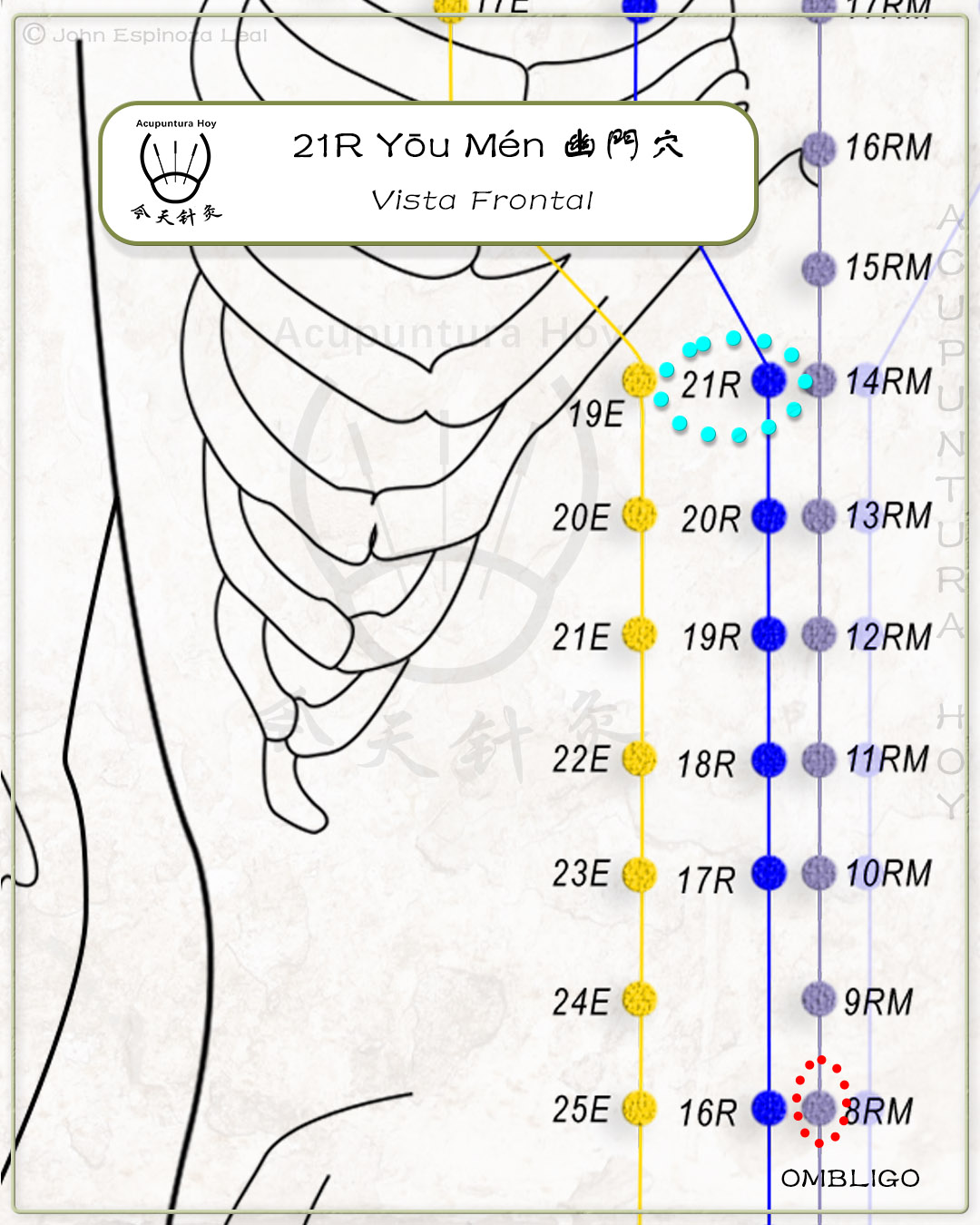 21R Yōu Mén 幽門穴