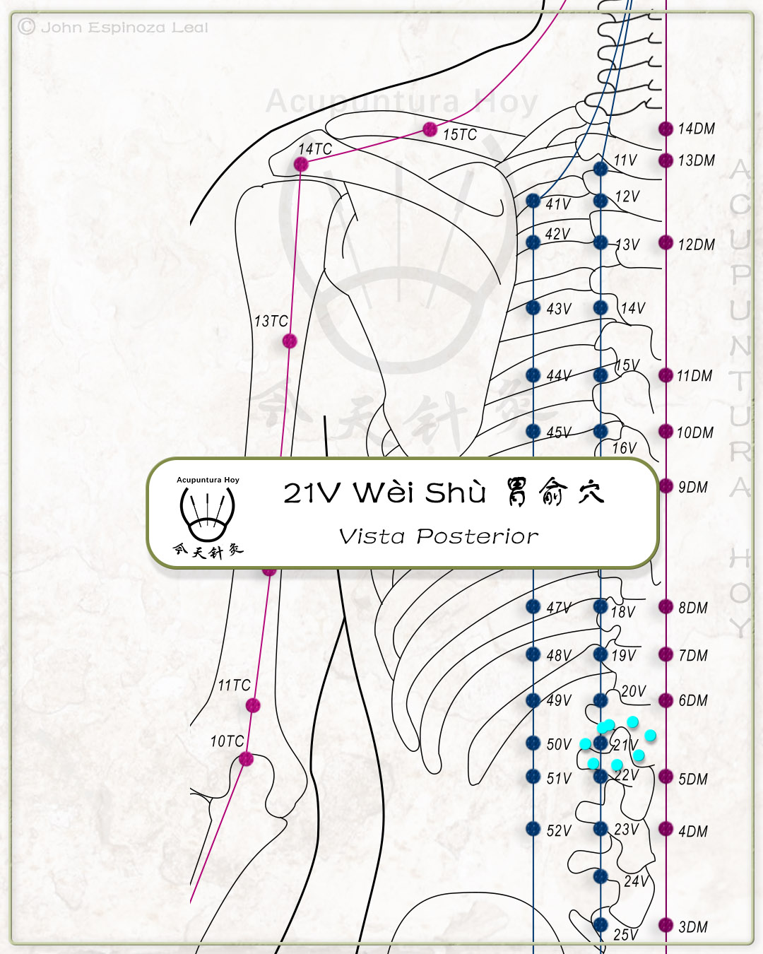 21V Wèi Shù 胃俞穴