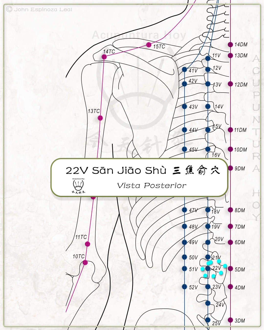 22V Sān Jiāo Shù 三焦俞穴