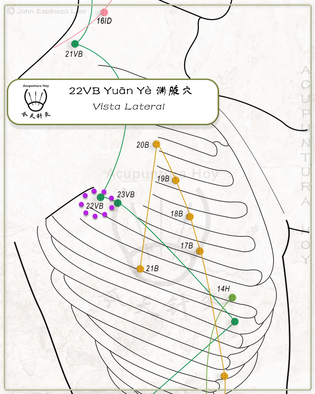 22VB Yuān Yè 渊腋穴