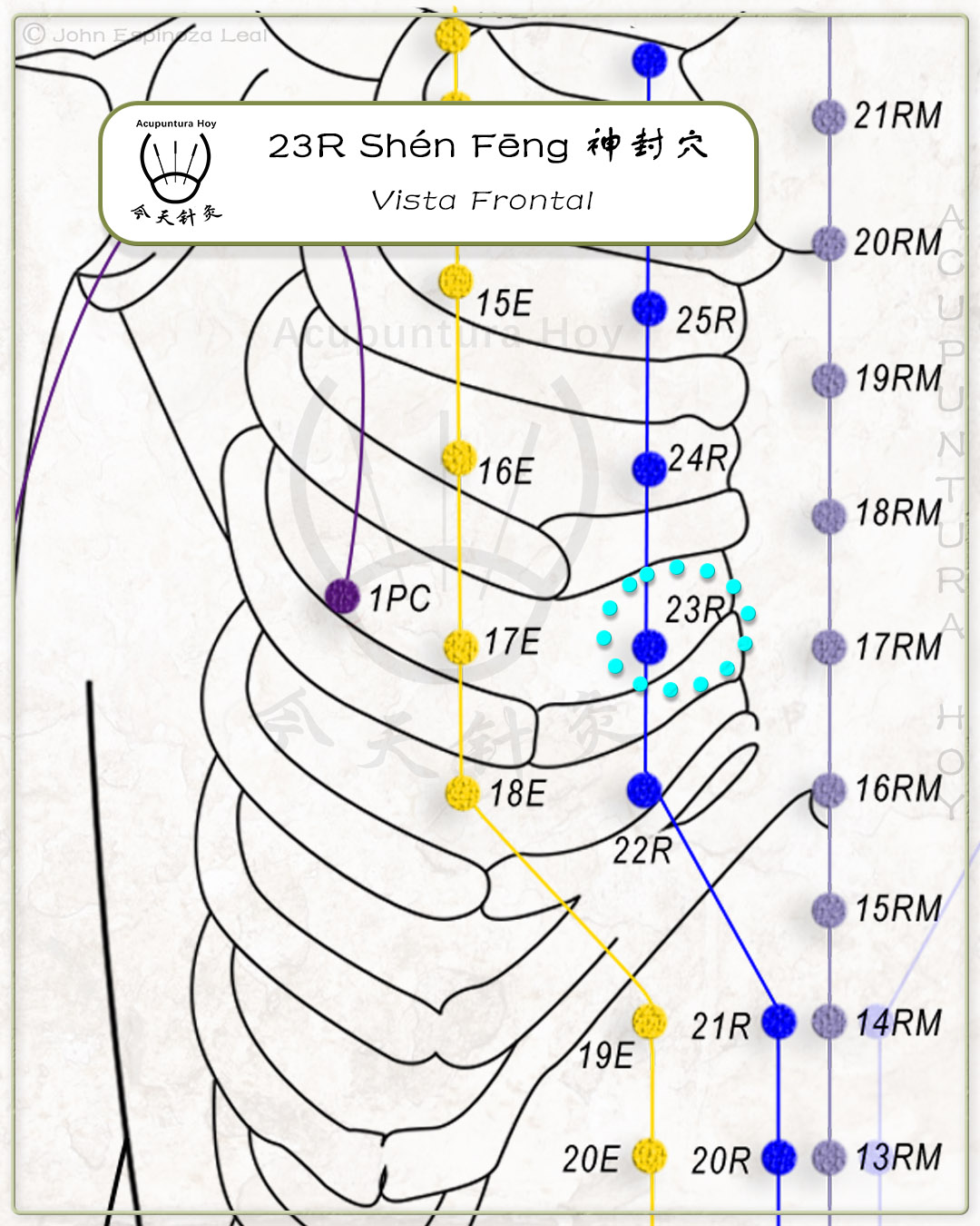 23R Shén Fēng 神封穴