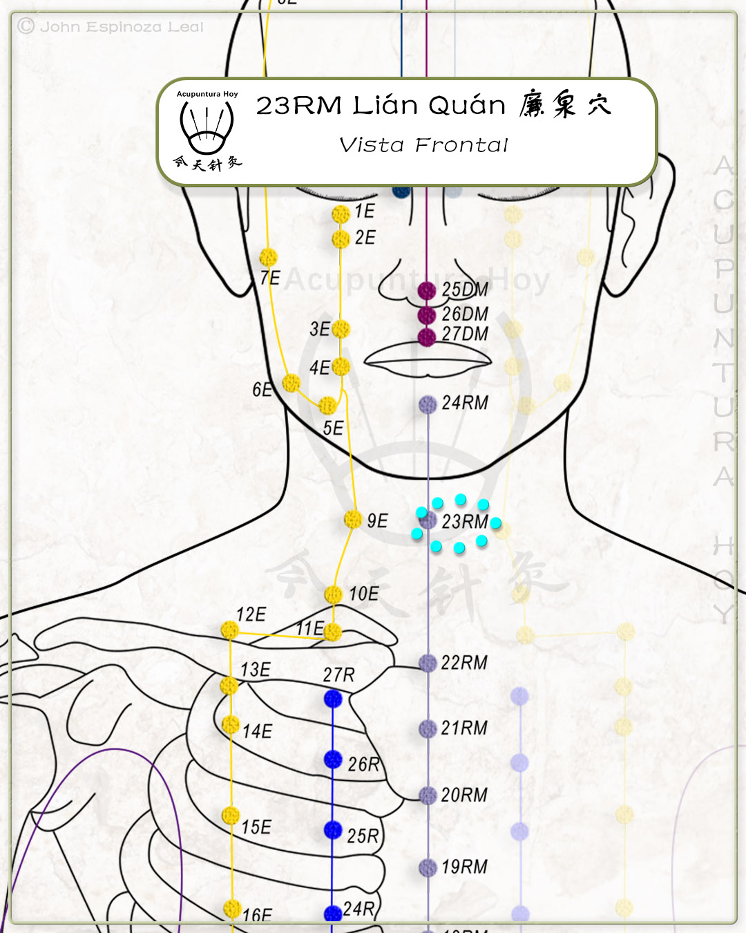 23RM Lián Quán 廉泉穴