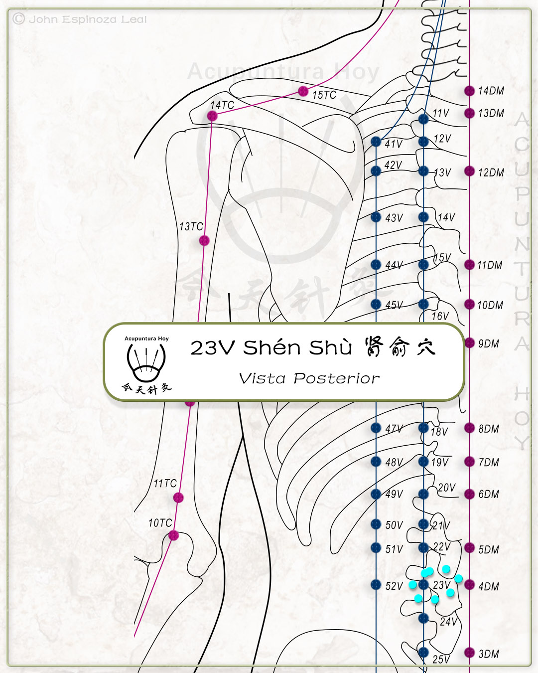 23V Shén Shù 肾俞穴