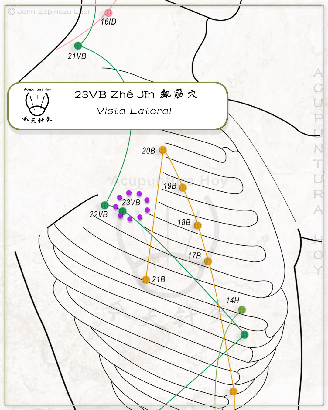23VB Zhé Jīn 辄筋穴