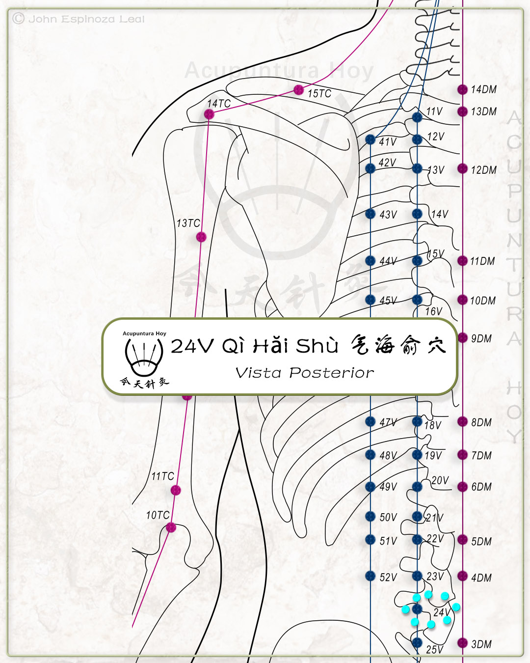 24V Qì Hăi Shù 气海俞穴
