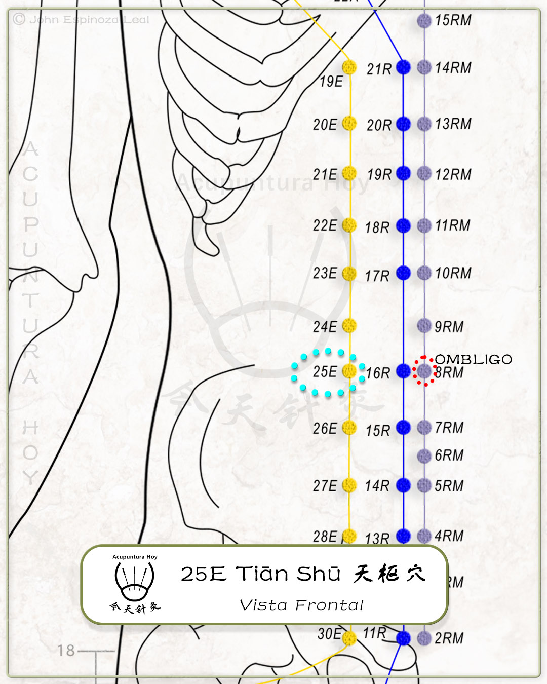 25E Tiān Shū 天枢穴