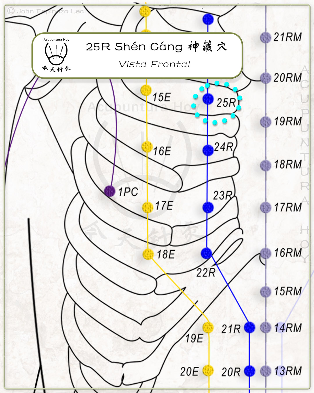 25R Shén Cáng 神藏穴