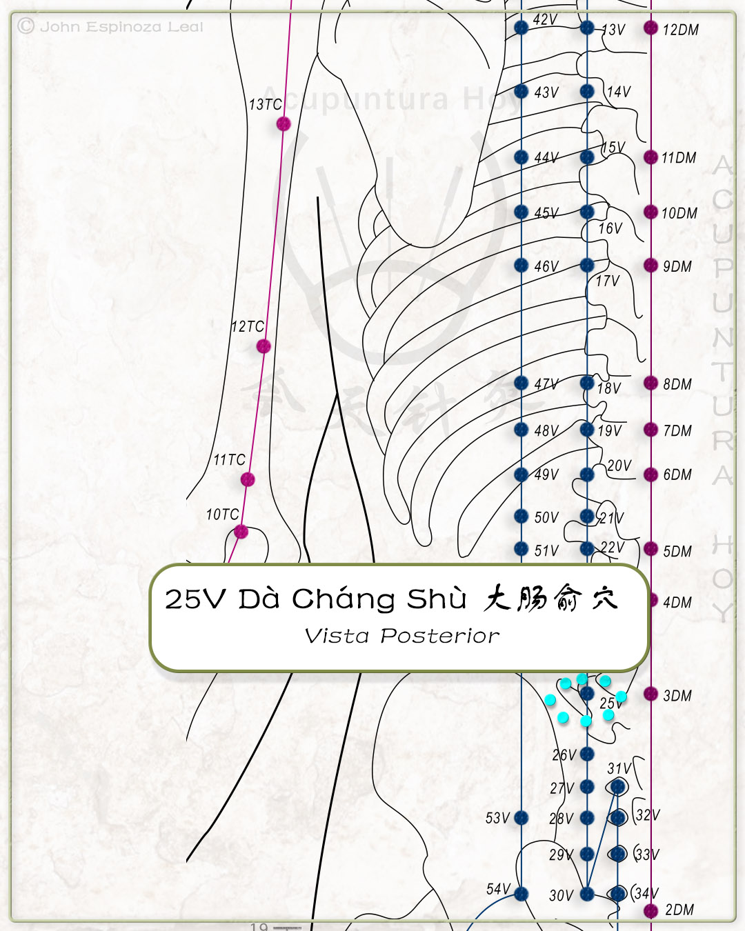 25V Dà Cháng Shù 大肠俞穴