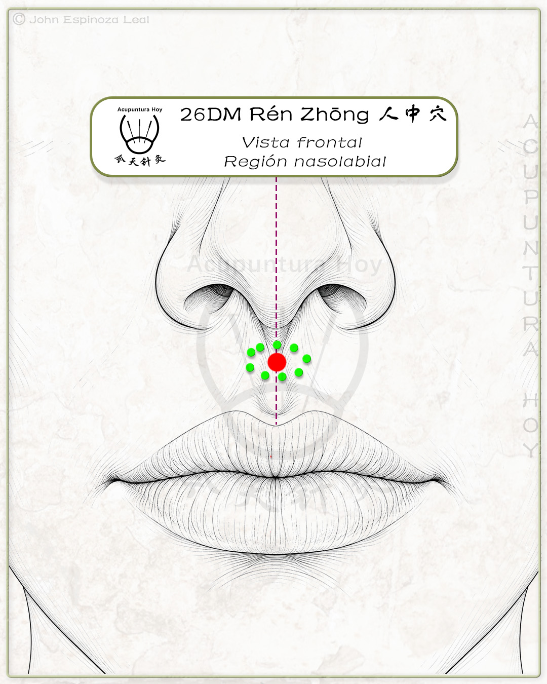 26DM Rén Zhōng 人中穴