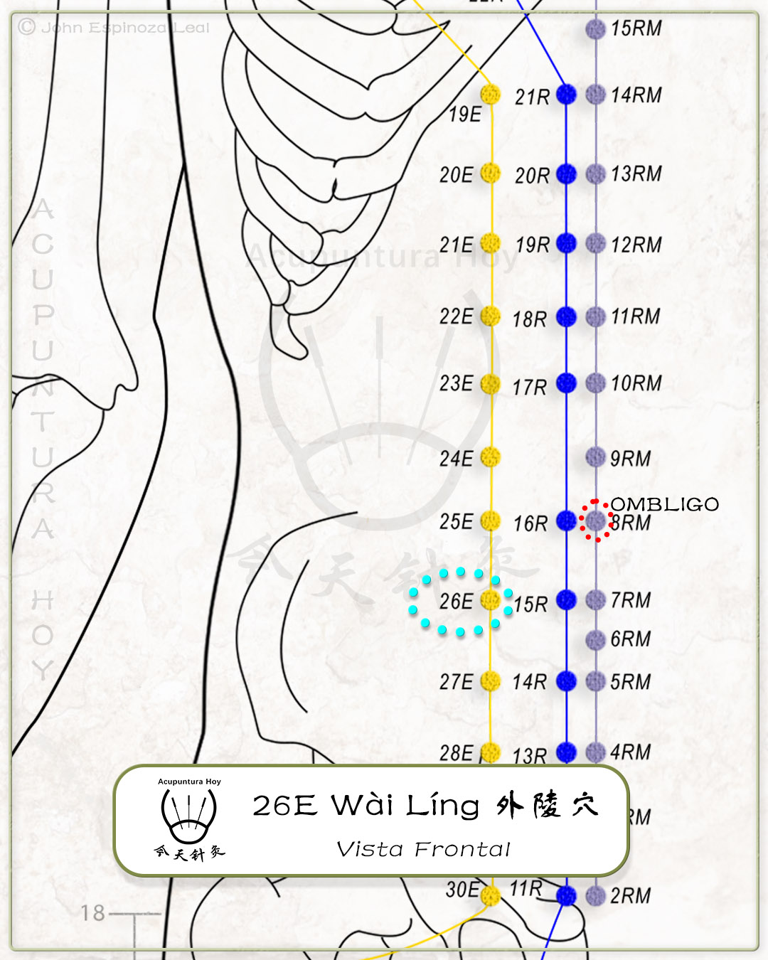 26E Wài Líng 外陵穴