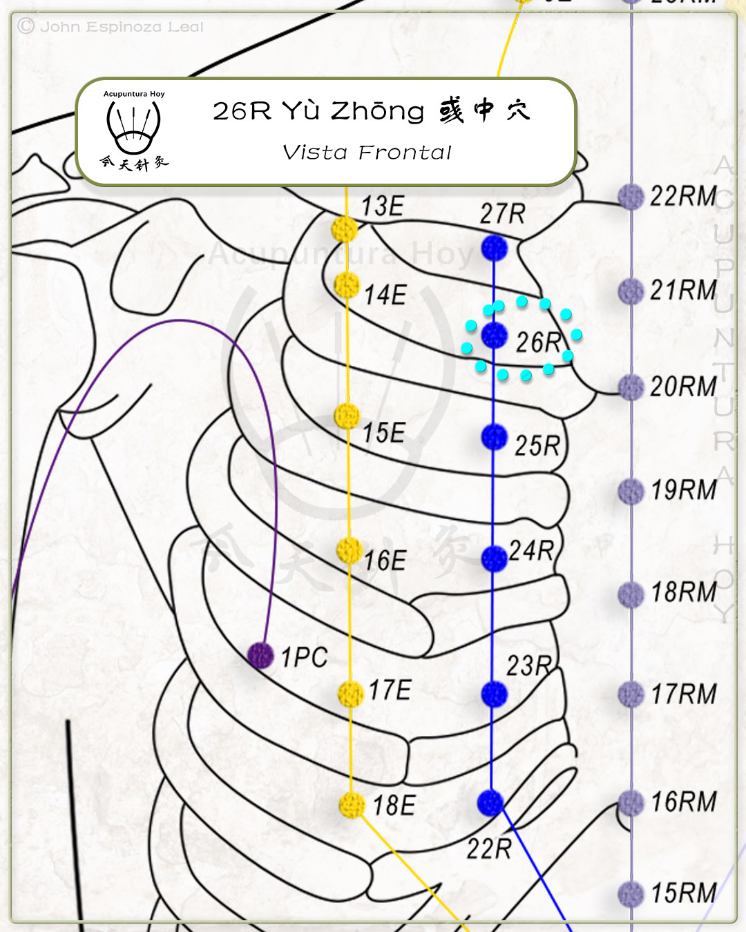 26R Yù Zhōng 彧中穴
