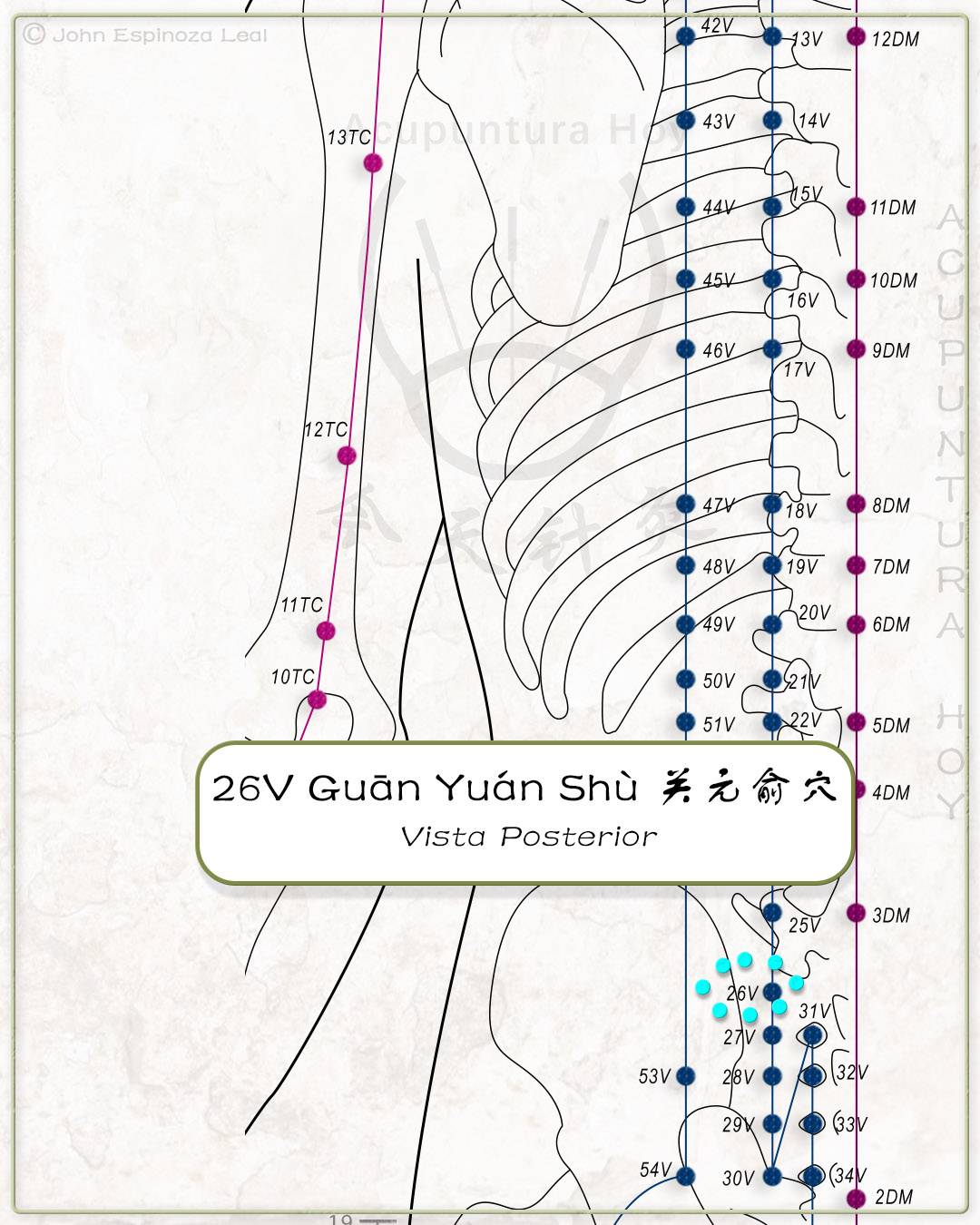 26V Guān Yuán Shù 关元俞穴