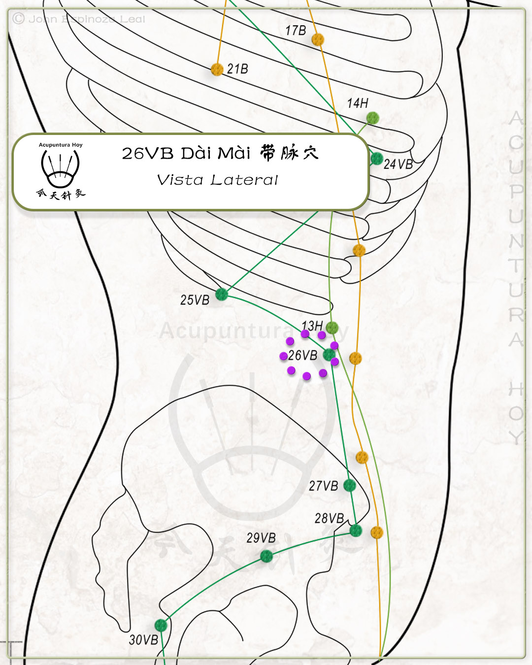 26VB Dài Mài 带脉穴