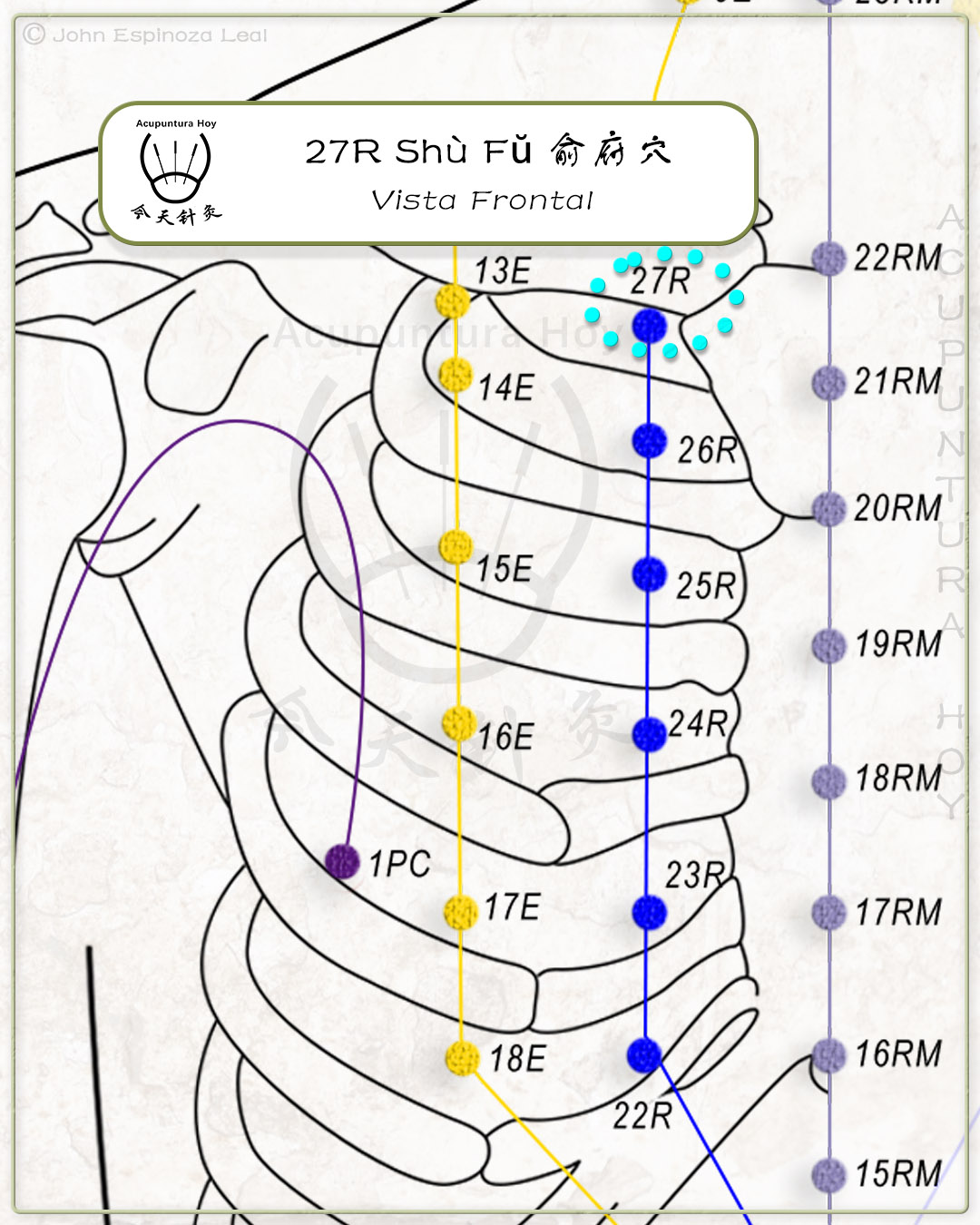 27R Shù Fŭ 俞府穴