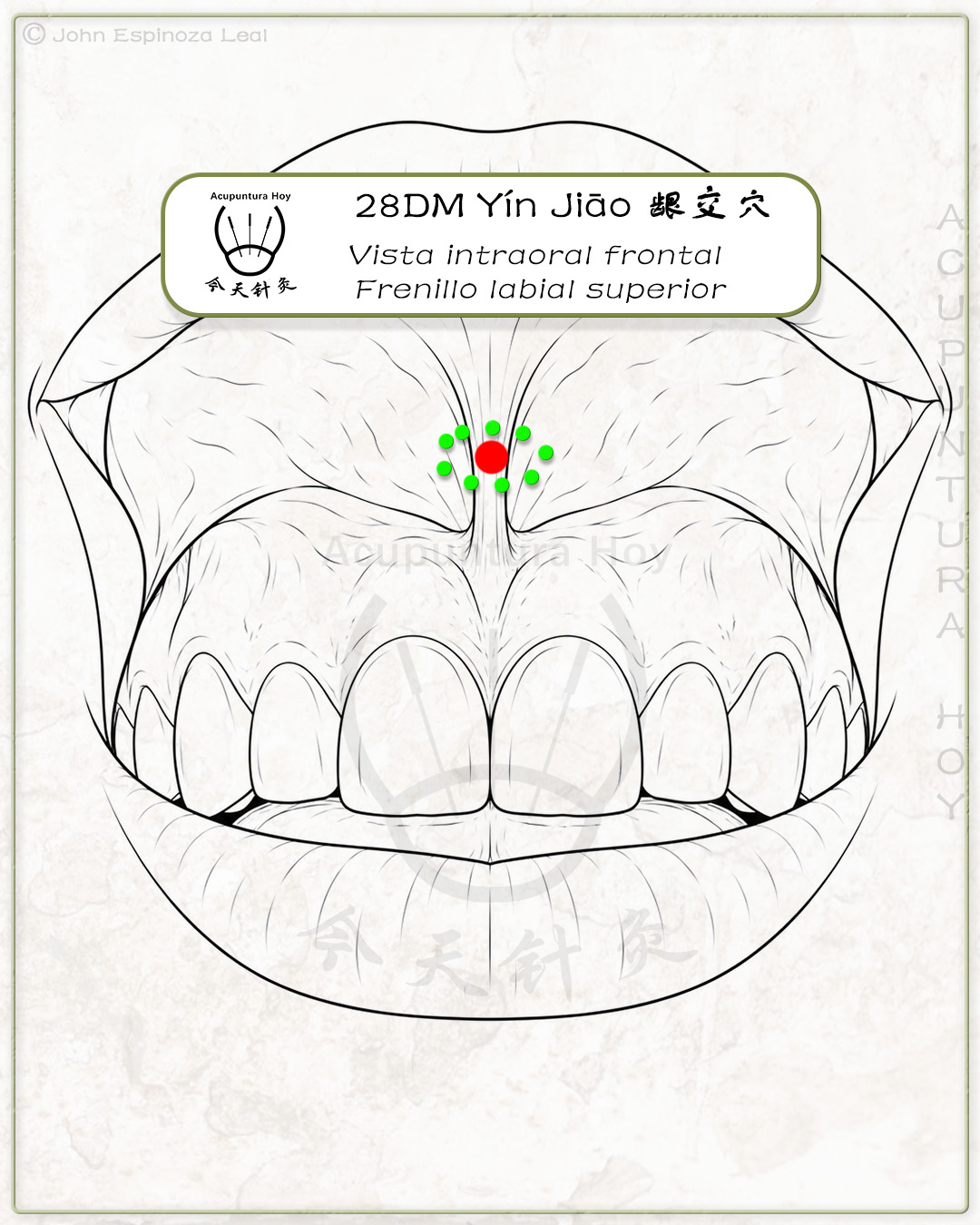 28DM Yín Jiāo 龈交穴