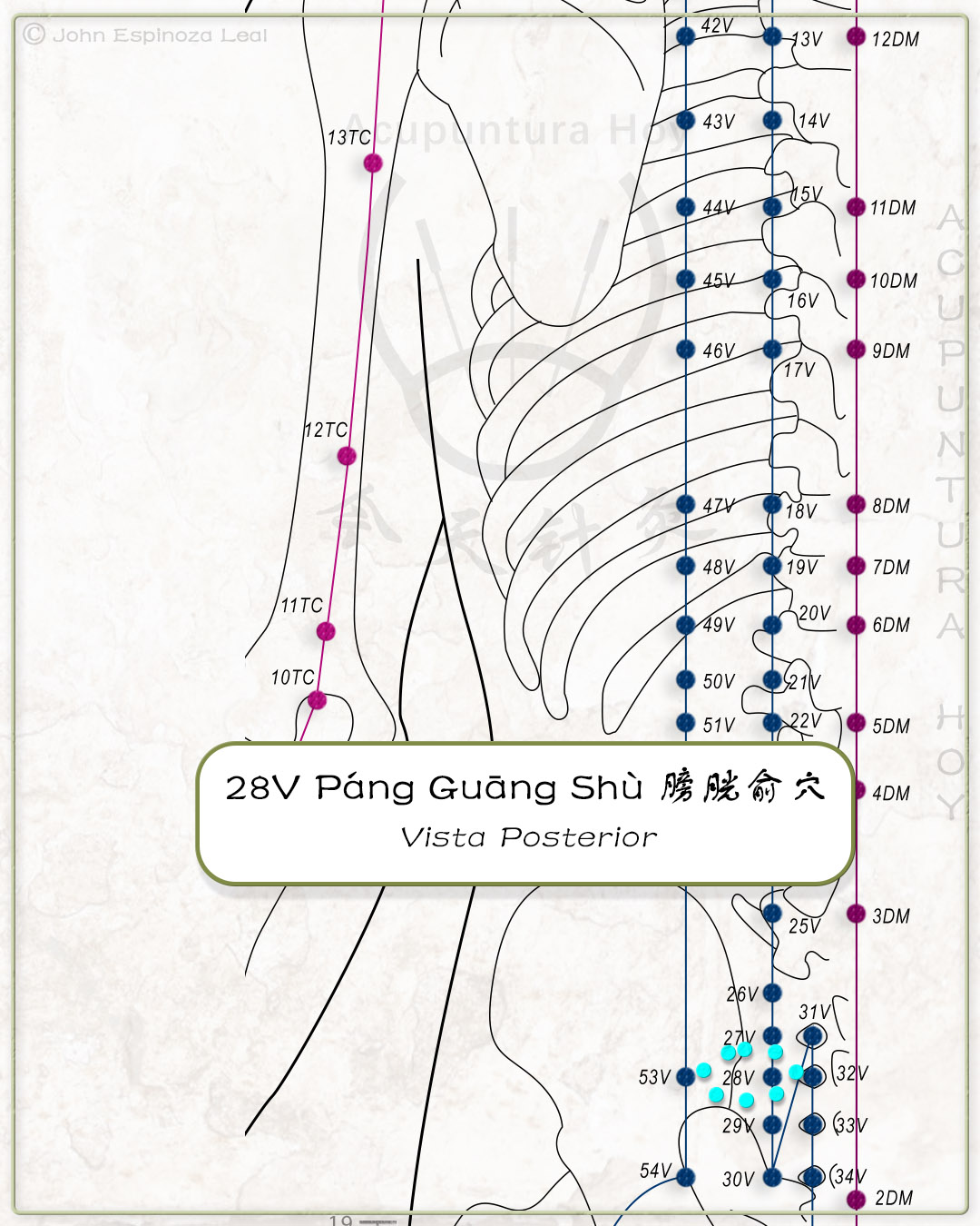 28V Páng Guāng Shù 膀胱俞穴