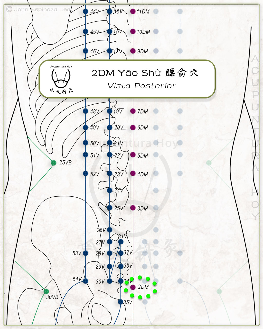 2DM Yāo Shù 腰俞穴