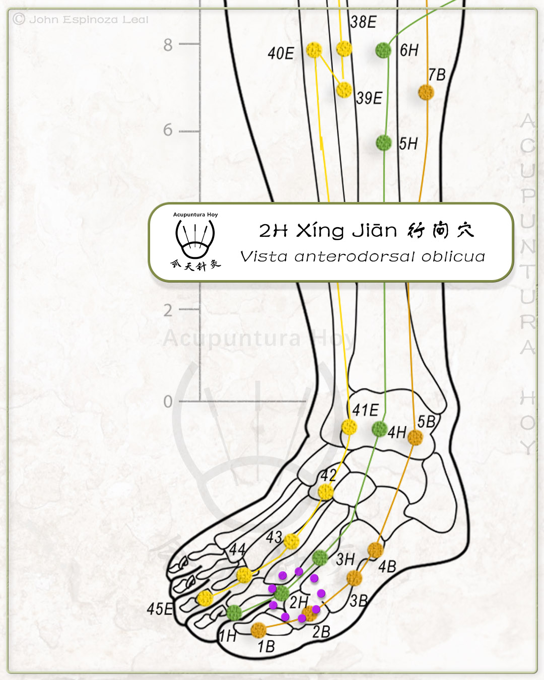 2H Xíng Jiān 行间穴