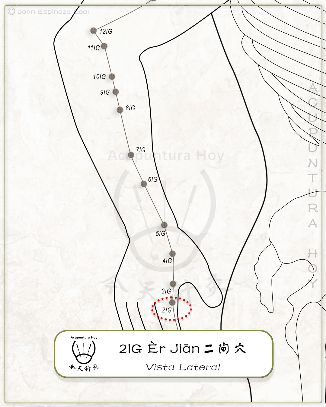 2IG Èr Jiān 二间穴