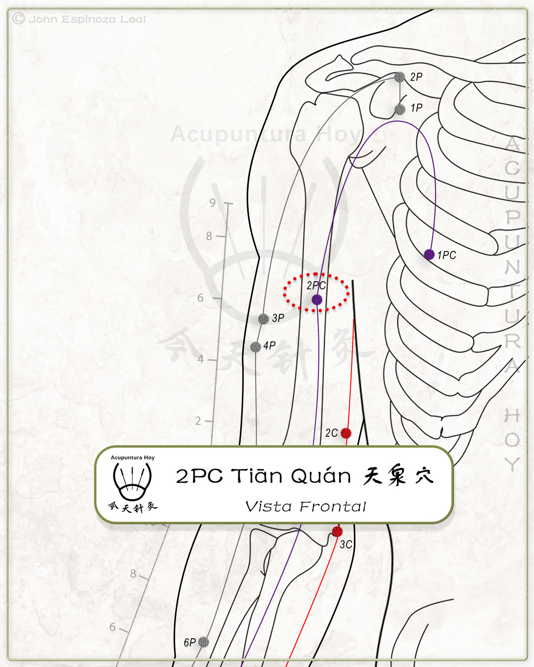 2PC Tiān Quán 天泉穴