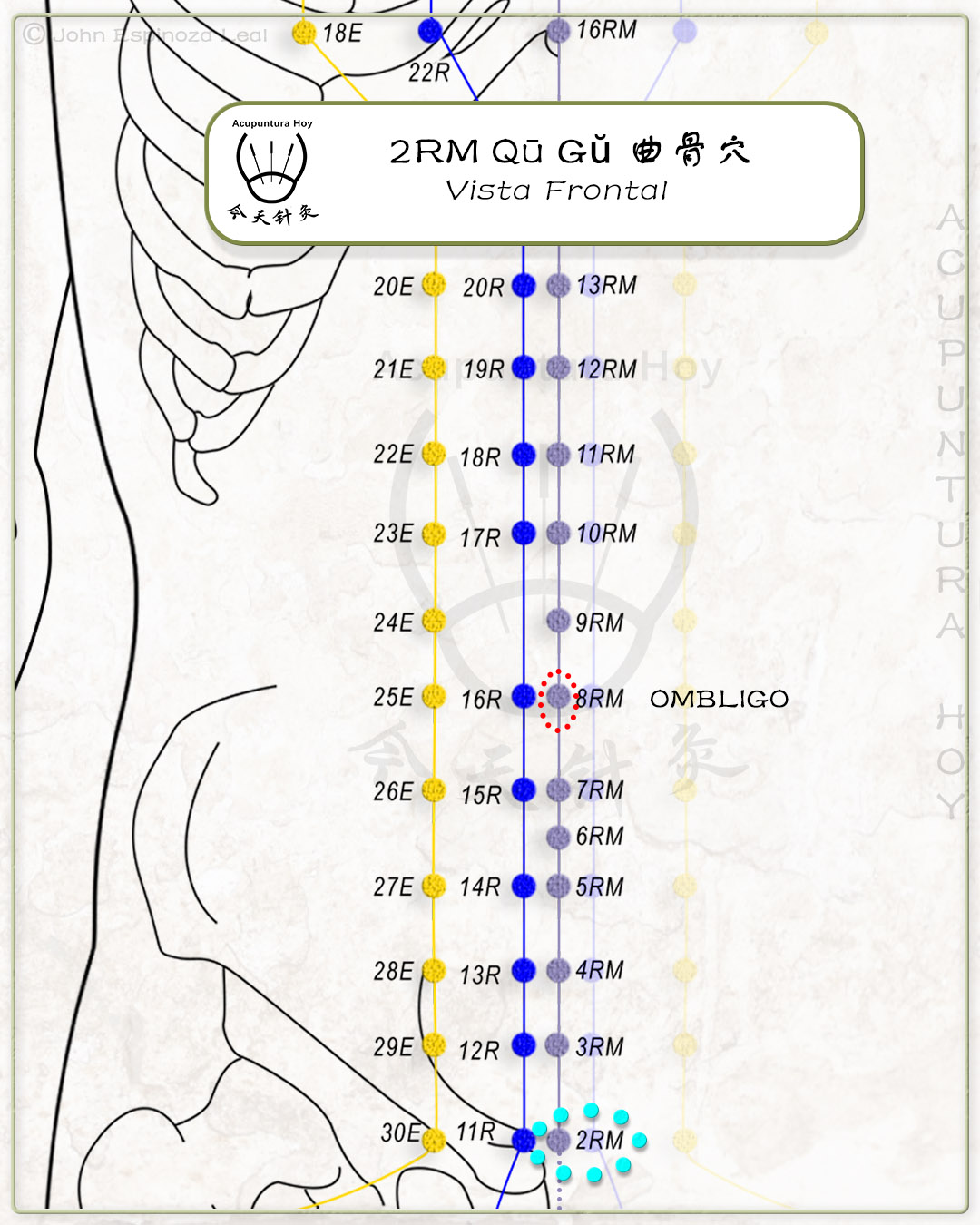 2RM Qū Gŭ 曲骨穴