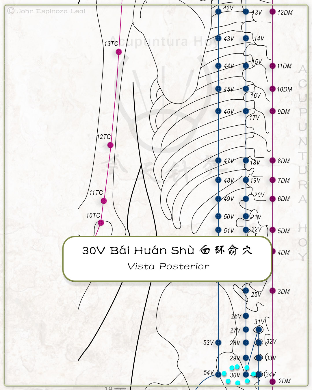 30V Bái Huán Shù 白环俞穴