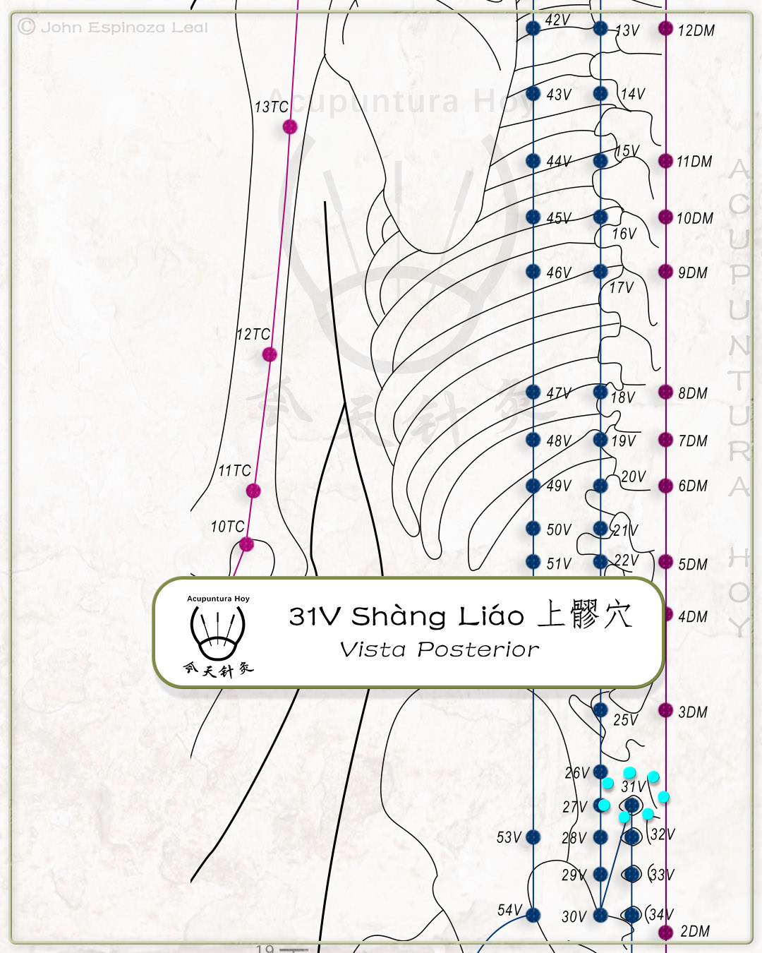 31V Shàng Liáo 上髎穴