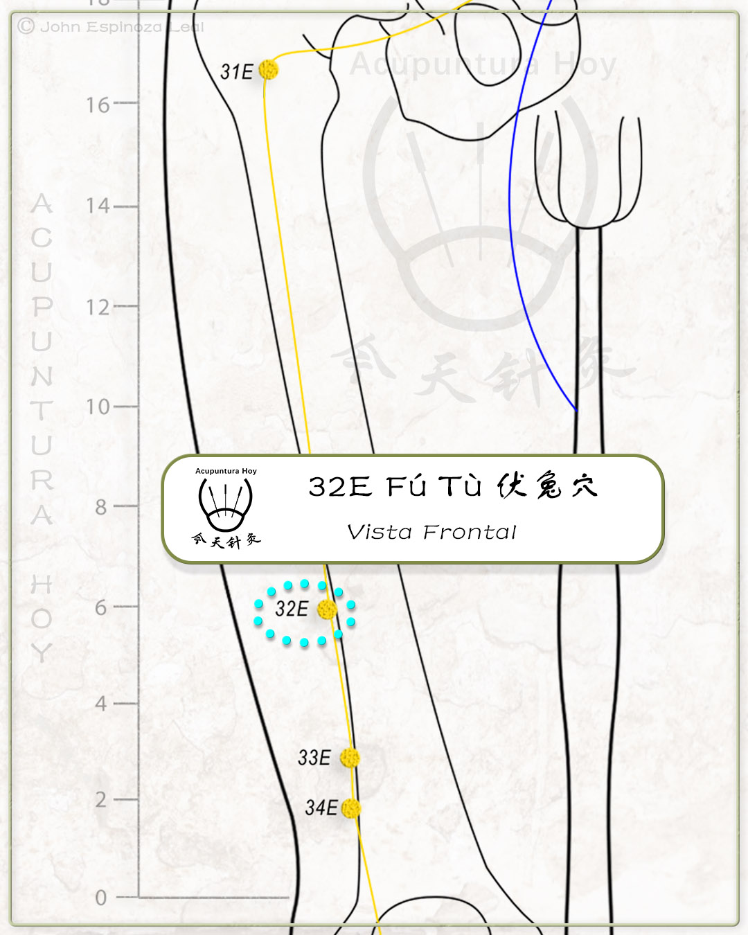 32E Fú Tù 伏兔穴