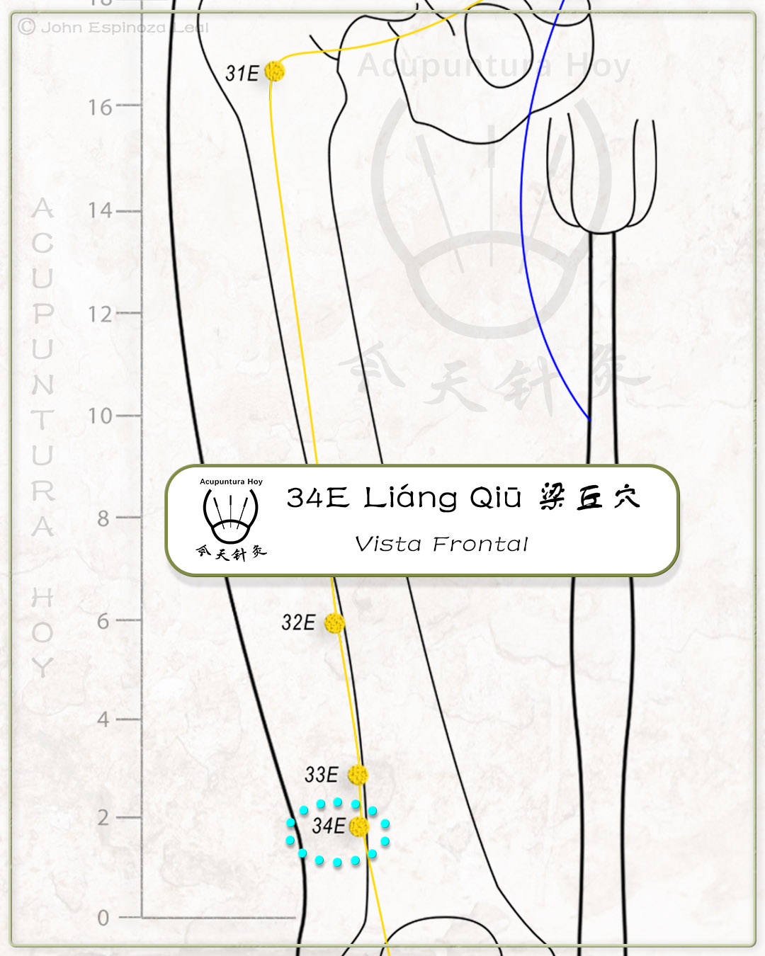 34E Liáng Qiū 梁丘穴