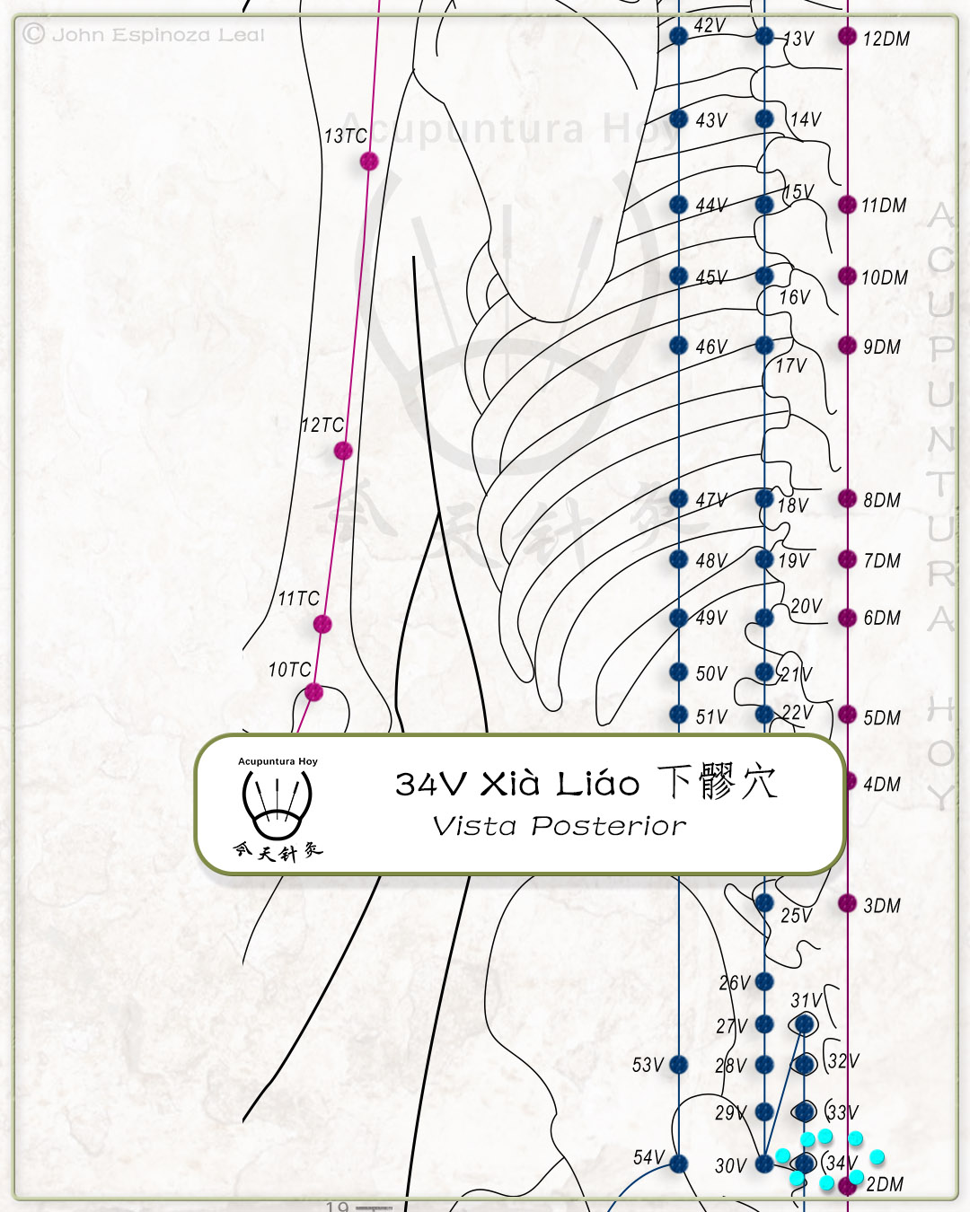 34V Xià Liáo 下髎穴