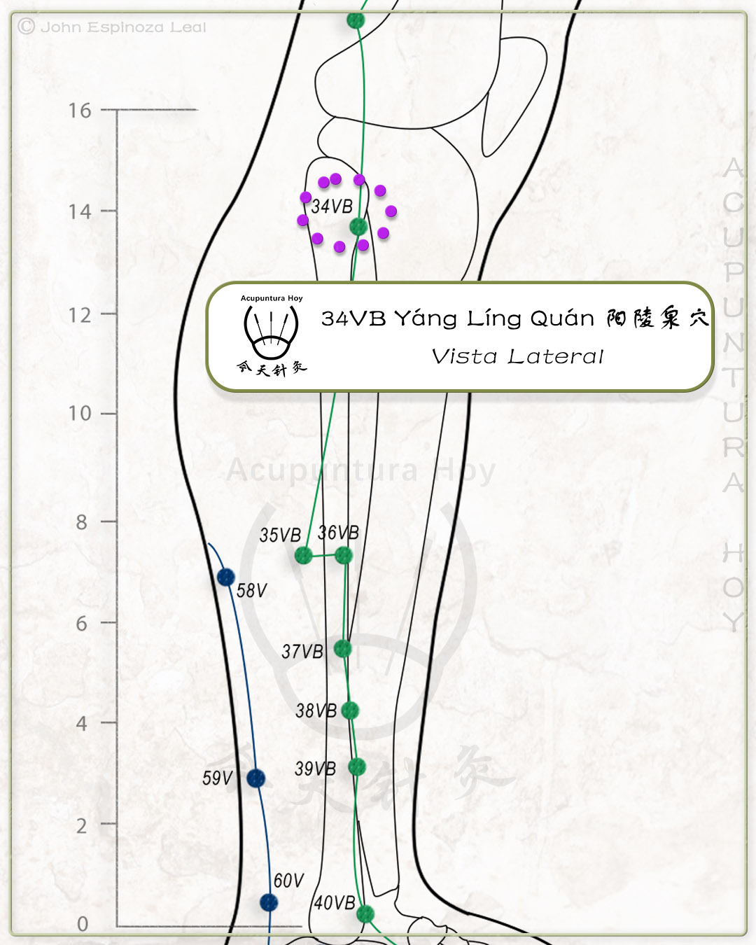 34VB Yáng Líng Quán 阳陵泉穴