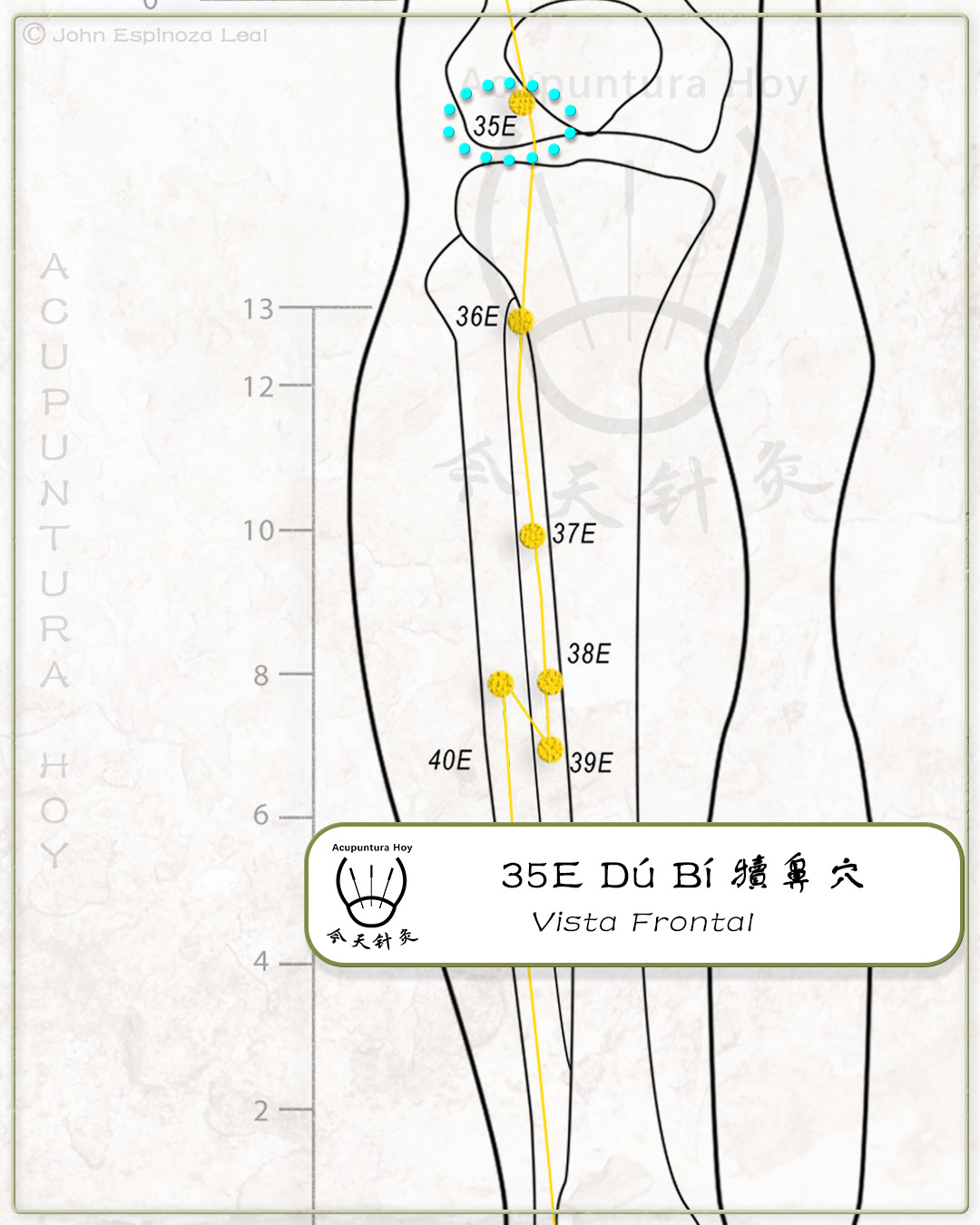35E Dú Bí 犢鼻穴