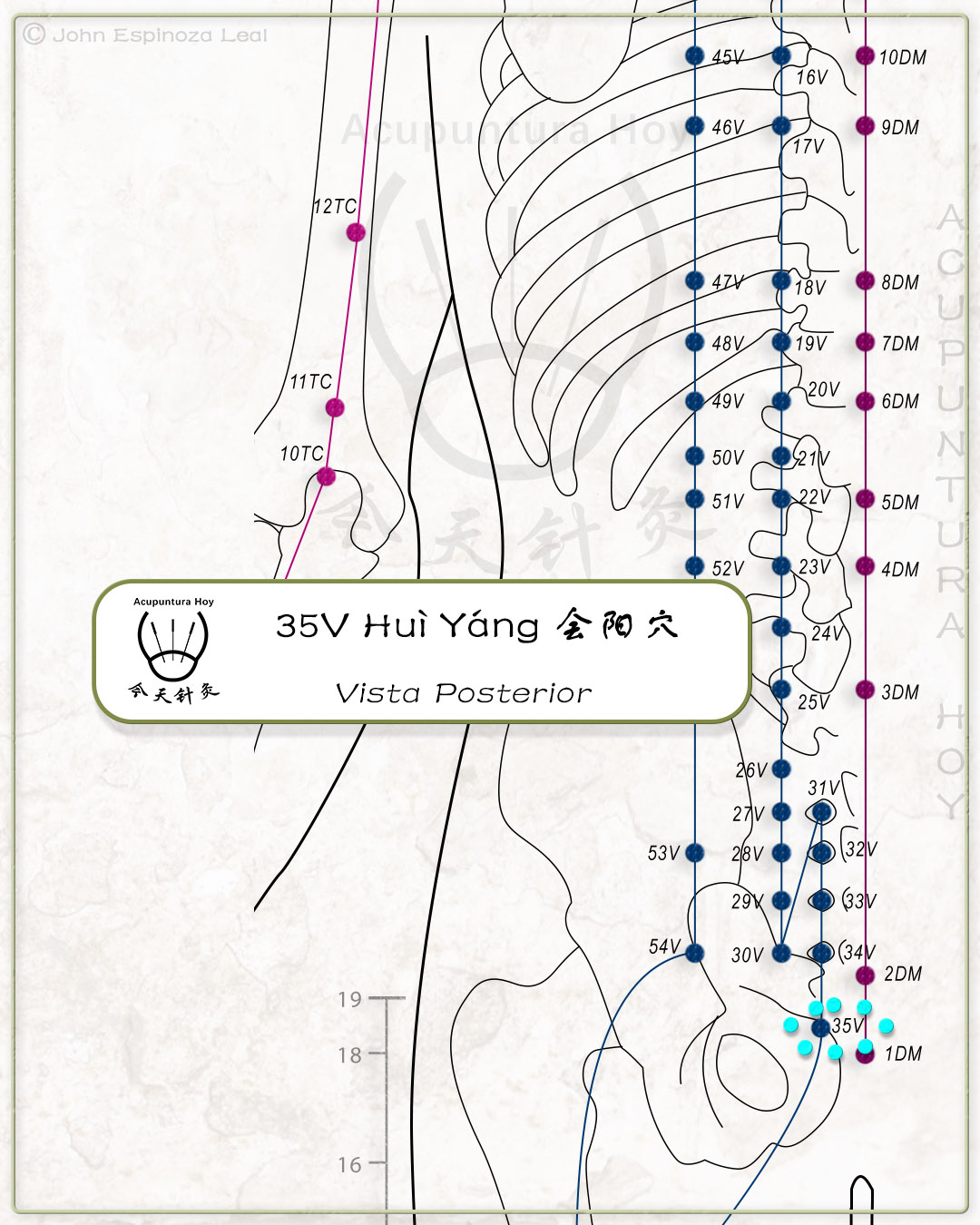 35V Huì Yáng 会阳穴