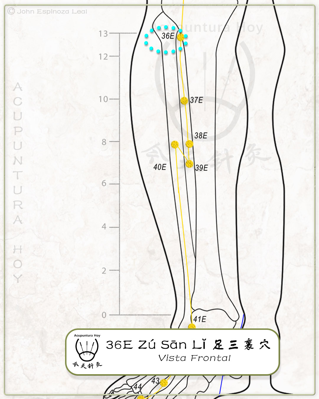 36E Zú Sān Lĭ 足三裏穴