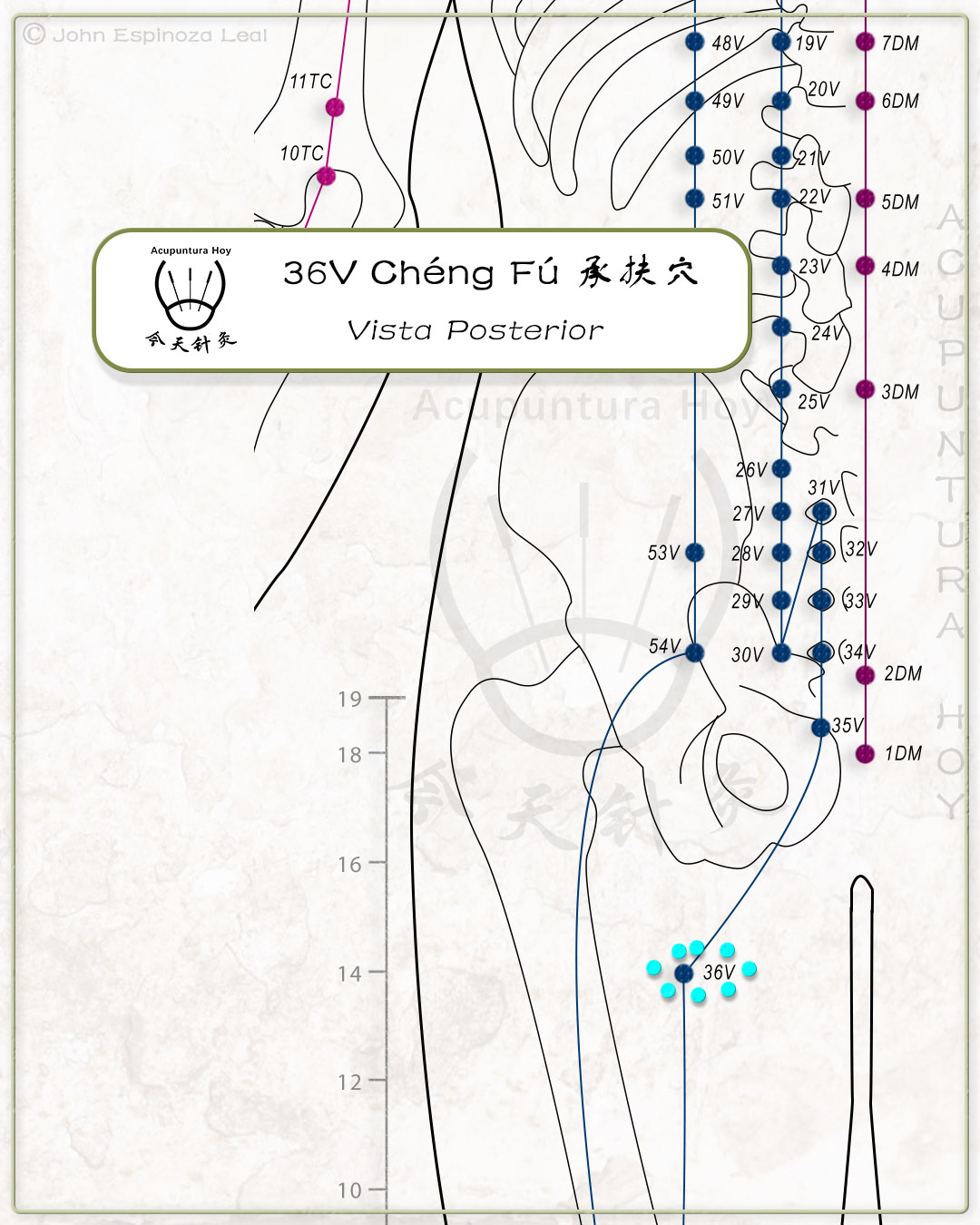 36V Chéng Fú 承扶穴