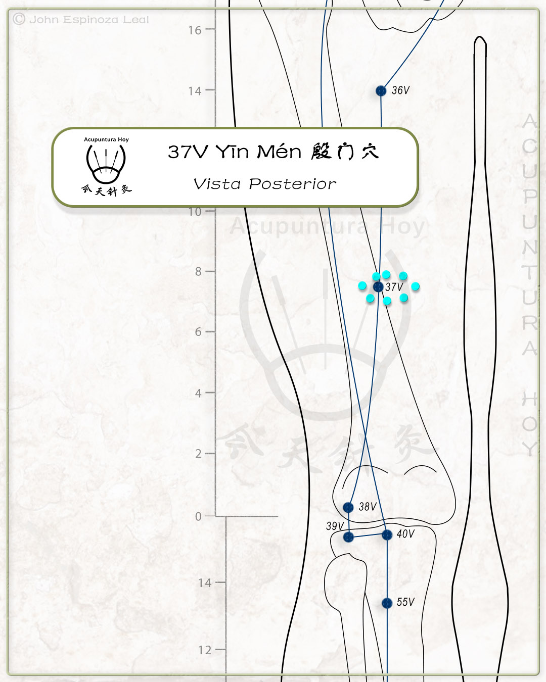 37V Yīn Mén 殷门穴
