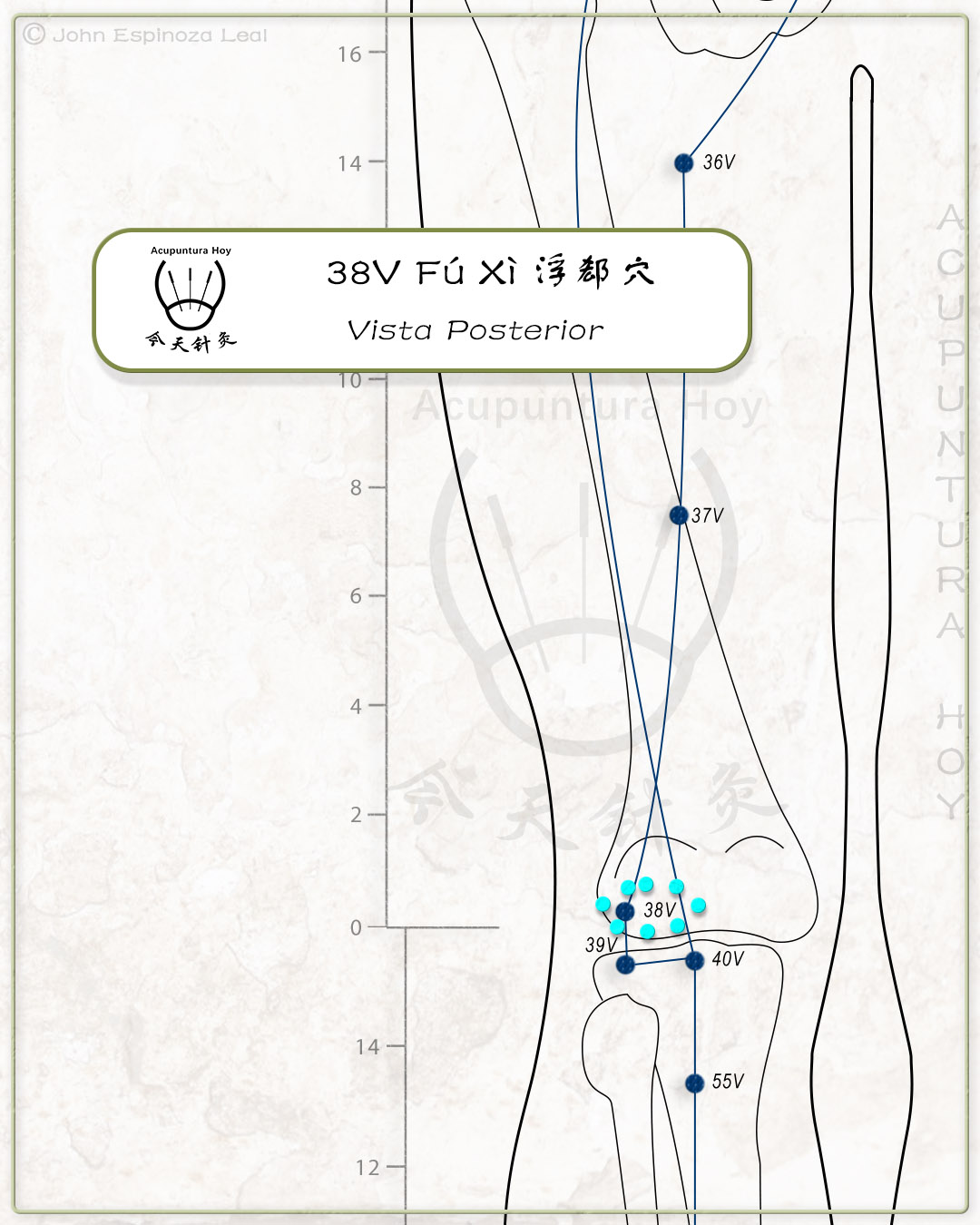 38V Fú Xì 浮郄穴
