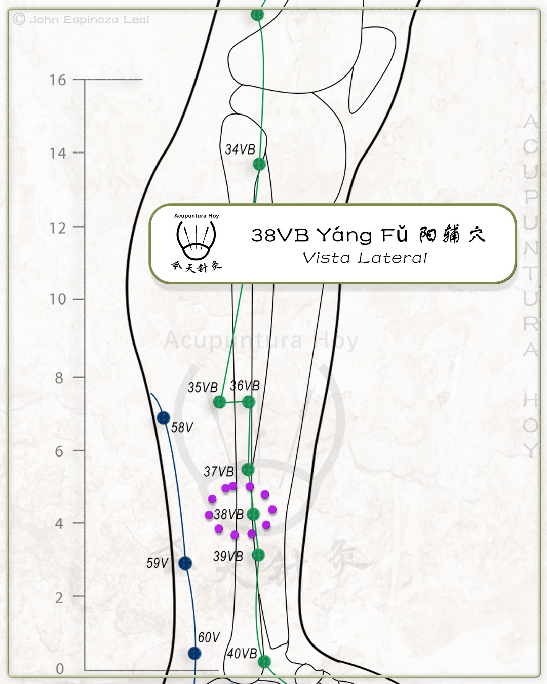 38VB Yáng Fŭ 阳辅穴