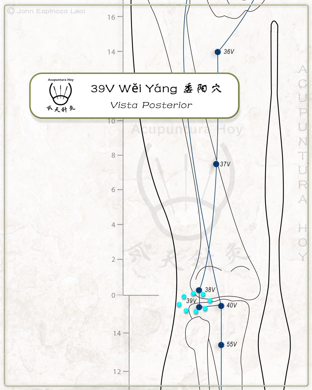 39V Wĕi Yáng 委阳穴