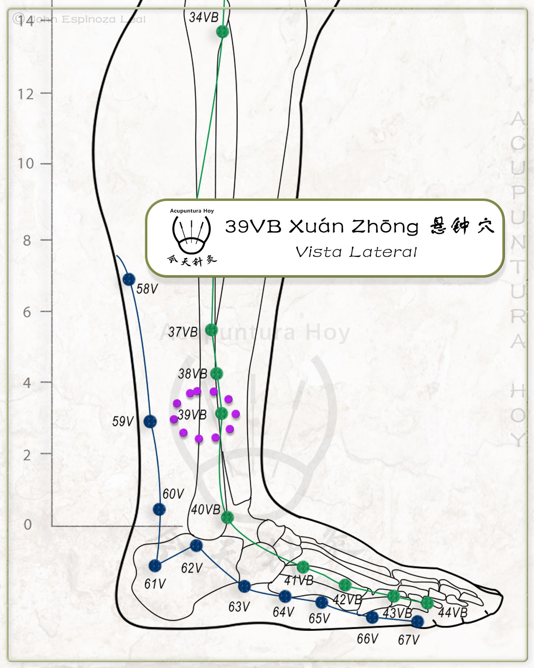 39VB Xuán Zhōng 悬钟穴