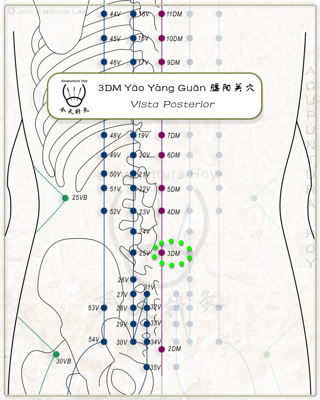 3DM Yāo Yáng Guān 腰阳关穴